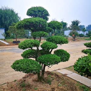 新小叶黄杨树高档庭院别墅造型绿化独杆冬青耐寒老桩黄杨盆景树树