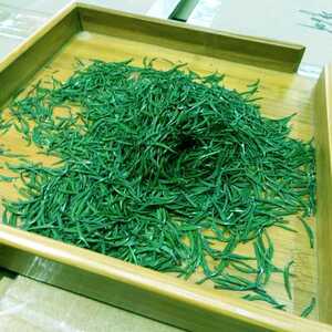 雀舌2022年新茶湖北宜昌绿茶邓村五峰高山站立贡芽明前芽茶250g