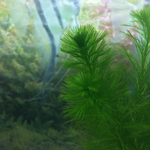 绿羽毛水草-淘宝拼多多热销绿羽毛水草货源拿货 阿里巴巴货源