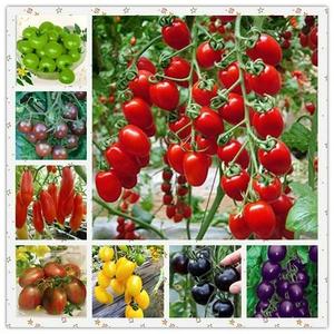 圣女果苗子千禧水果番茄小番茄小西红柿春季西红柿盆栽四季蔬菜苗