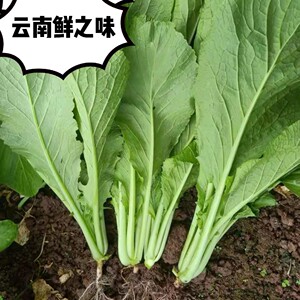 小苦菜   云南农家自种小青菜 小苦菜  嫩青菜 小水菜 4斤  6斤装