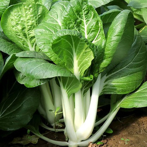 白玫瑰小白菜种子四季播种速生蔬菜种子盆栽阳台菜园小白菜种子