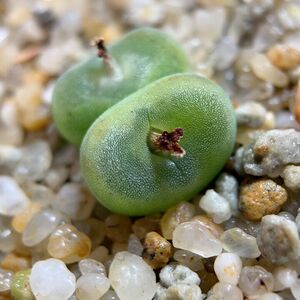 肉锥水晶鞋 芬妮水晶鞋sh1212 苏西的花园