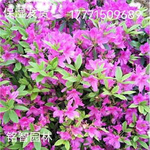 毛鹃毛杜鹃小苗映山红树苗庭院绿化带花坛树苗木四季常青别墅庭院