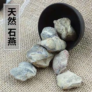 中药材石燕500克包邮天然石燕石 燕石子 燕子石 水飞石石燕粉新货