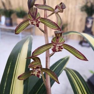 金边墨兰宇宙殿兰花苗线艺名贵兰花绿植盆栽浓香清香客厅好养兰草