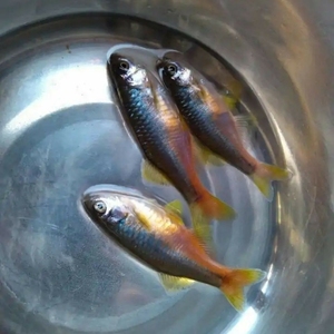 高端原生鱼 玫瑰丹 群游鱼 免加热 冷水鱼 小型灯科鱼 少见观赏鱼