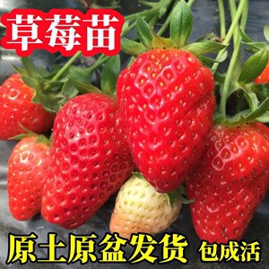 四季优质草莓苗秧带土盆栽家庭阳台种植奶油草莓久春季大棚蔬菜苗