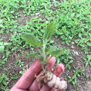 宝塔菜种子地牯牛种苗甘露子根苗地环玉环菜地参蔬菜种子耐寒高产