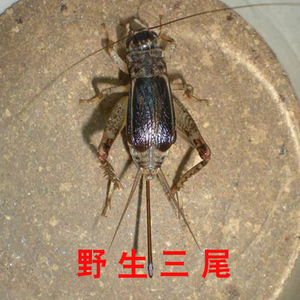 蟋蟀野生
