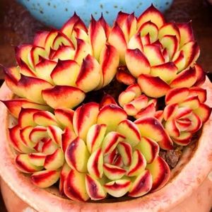原始墨西哥红边灵隐影萌物群生小老桩精品一物一拍多肉植物肉肉红