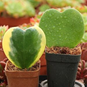 一片心爱心心形植物球兰多肉植物肉肉盆栽绿植花卉新手好养组合
