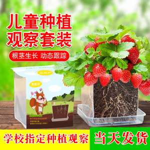 儿童种植小盆栽科学实验草莓凤仙花向日葵种子籽小学生观察盒套盒