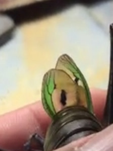 蝈蝈药 暗药 暗药蝈蝈 药叫蝈蝈 暗药 暗药套装 药叫蝈蝈