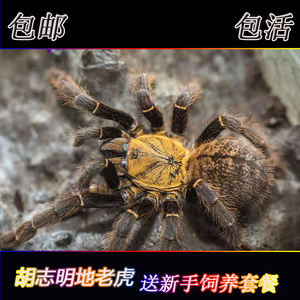 高端收藏品种胡志明地老虎2厘米越南稀有品种宠物蜘蛛活体凶猛