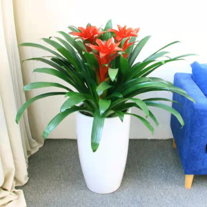 鸿运当头红星盆栽开业送礼客厅室内办公室桌面绿植市区送货