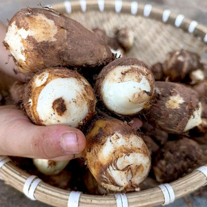 新鲜小毛芋仔牛奶白芋头滑芋艿5斤/9斤湖南郴州农家自种现挖现发