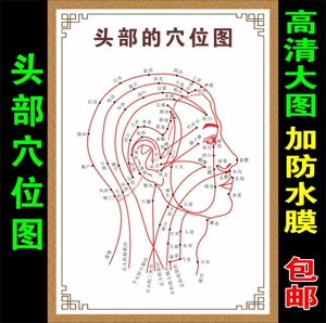 人体头部经络穴位挂图海报 中医经络穴位图 挂画中医文化海报定做