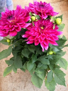 小丽花重瓣花书房客厅夏季多色昆明基地直发庭院容易好养净化空气