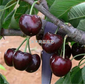 车厘子树苗盆栽樱桃树苗智利车厘子红灯美早早大果树苗南方北方苗