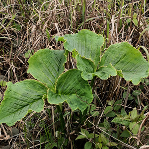 苗乡生活象南星灯台莲高海拔深山原生药材静养心三叶绿佛焰苞植物