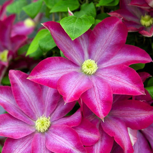 龙龙月季园艺  粉香槟 铁线莲 包对版花卉女神系列粉红色大花耐热