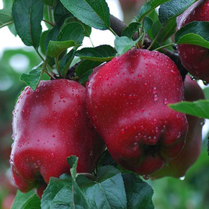 红元帅苹果包邮-淘宝拼多多热销红元帅苹果包邮货源拿货 - 阿里巴巴