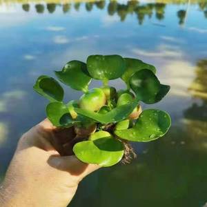 水葫芦植物水生水养四季水草活体幼苗种籽养乌龟鱼缸装饰造景包邮