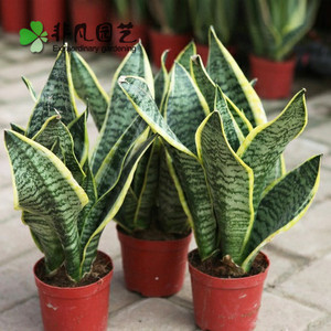 金边短叶虎尾兰 虎皮兰 室内办公桌创意迷你植物小盆栽绿植