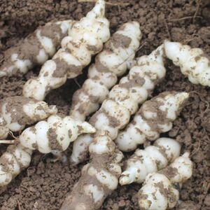 地环种子宝塔菜螺丝菜甘露草石蚕地牯牛玉葫芦地参根四季蔬菜种苗