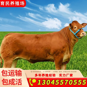 黄牛活苗小牛仔肉牛犊活牛出售大型母牛养技术西门塔尔鲁西黄牛崽