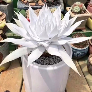 超大颗雪山仙女杯老桩多肉植物稀有品种精品肉肉容易爆盆盆栽绿植