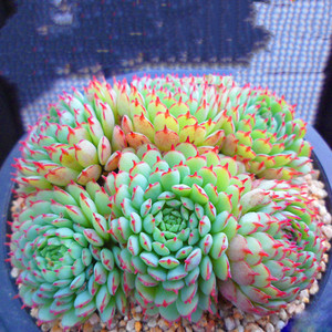 多肉植物姬莲小红船红衣群生罕见稀有品种室内阳台防辐射花卉盆栽