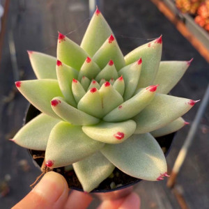 黄金玛丽亚多肉植物稀有罕见品种盆栽室内阳台防辐射绿植精品花卉