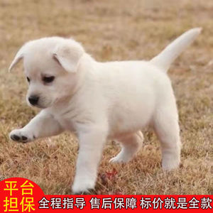 中华田园犬家养幼犬土狗金毛混血狗大黄狗纯黑小白狗活体纯种狗崽