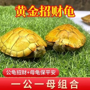 乌龟活物巴西龟小乌龟活体观赏宠物龟大乌龟水龟红耳龟活物情侣龟