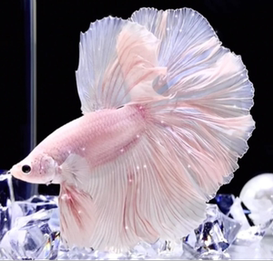 直播间泰国精品斗鱼婚纱尾花瓣尾特殊尾淡水将军马尾狮王