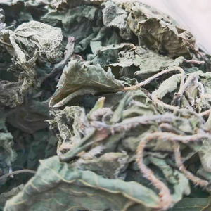 野生白荨麻火麻老虎麻活麻青活麻蝎子草藿毛草白火麻干嫩叶子嫩杆