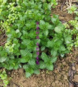 薄荷苗鱼香草食用野生薄荷夜息香十香菜驱蚊鱼香菜四季种植盆栽苗