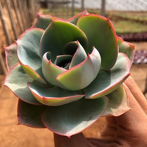 达芬奇密码大单头带杆子多肉植物小贵货老桩肉肉阳台盆栽新手易养