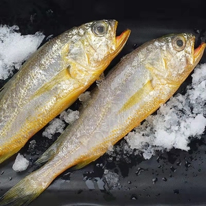 深海冰鲜大黄鱼一斤/条黄海水域水产养殖四条全程顺丰包邮