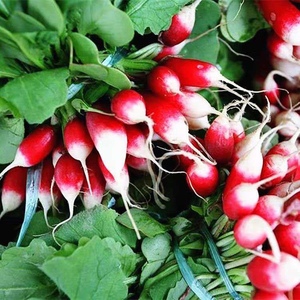 花樱萝卜种子向阳红花玉脆红玉水果萝卜种籽春秋四季庭院蔬菜种孑