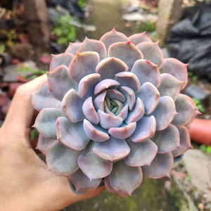 【菲欧娜】粗腿大颗单头多肉植物紫色老桩荷花肉肉室内绿植花卉