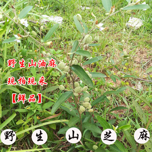 500克 新鲜野生山芝麻假芝麻岗油麻山芝麻根山油麻坡油麻大山麻包