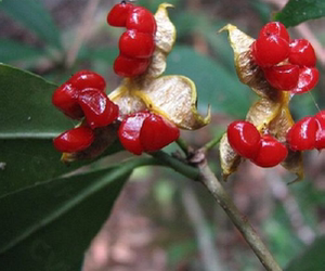 四季常青小型灌木植物海金子崖花海桐下单现挖发货盆栽地种易成活