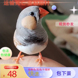 白红眼菊花十姐妹蛋,各种保姆鸟蛋,牧师鸟我是一人5418