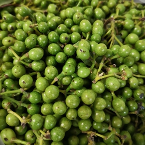 现摘新鲜山胡椒野生木姜子现货云南山苍子木浆子500克包邮