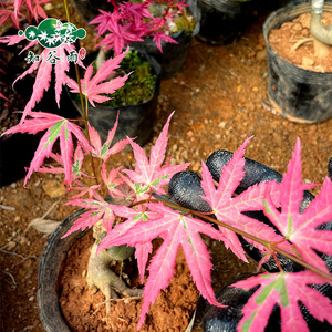 日本红枫茜 奶油桃子 琴姬 约旦舞孔雀 青枝垂 泰勒 造型小品盆景