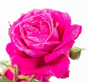 稀有品种娜塔莉月季扦插中苗大花强香非常的香