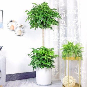 造型幸福树双层大型盆栽绿宝植物室内客厅办公室净化吸甲醛长沙店